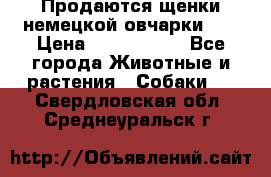 Продаются щенки немецкой овчарки!!! › Цена ­ 6000-8000 - Все города Животные и растения » Собаки   . Свердловская обл.,Среднеуральск г.